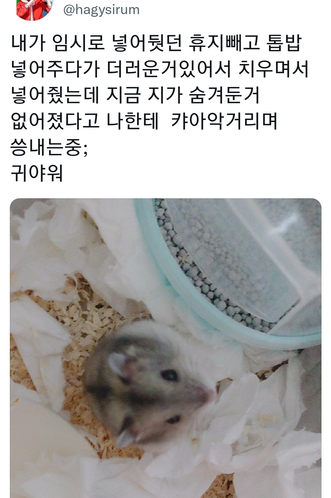 반려동물들 씅낼때 귀여워서 웃기는 달글 | 인스티즈