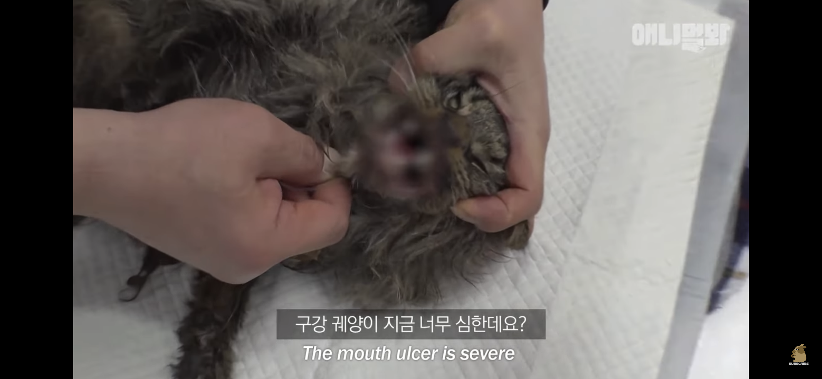 경기도 김포시 마송 휴먼시아 10단지 아파트내에 집단으로 유기된 노르웨이숲 고양이 | 인스티즈