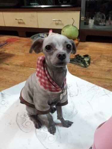 댕댕이 키우는 집은 전기장판 조심해야하는 이유.JPG | 인스티즈