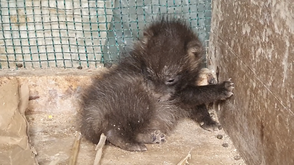 귀여운 너구리와 아기토끼 싸우지않고 같이 잘 지내요!!! | 인스티즈