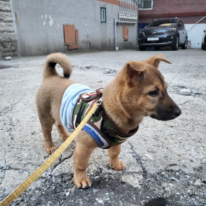 [유기견임보&입양홍보] 주택가 골목에 버려졌던 아기 강아지 콩순이 | 인스티즈