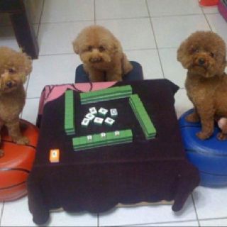 마작에 대해 알아보자 | 인스티즈