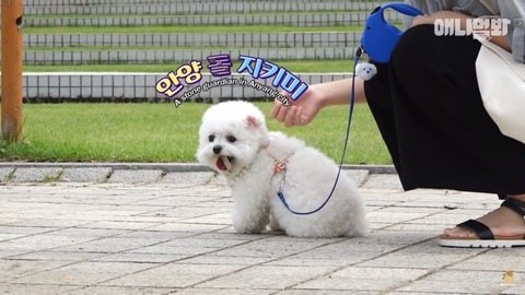 돌멩이를 물고 다니는 강아지 | 인스티즈