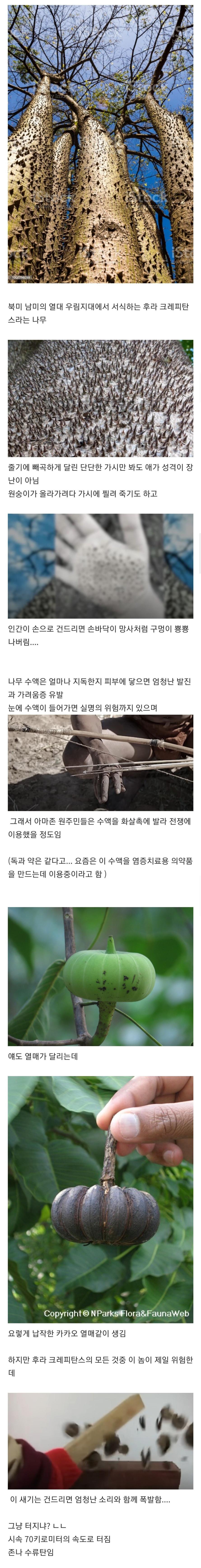 하나부터 열까지 독기 그 자체라는 나무 | 인스티즈