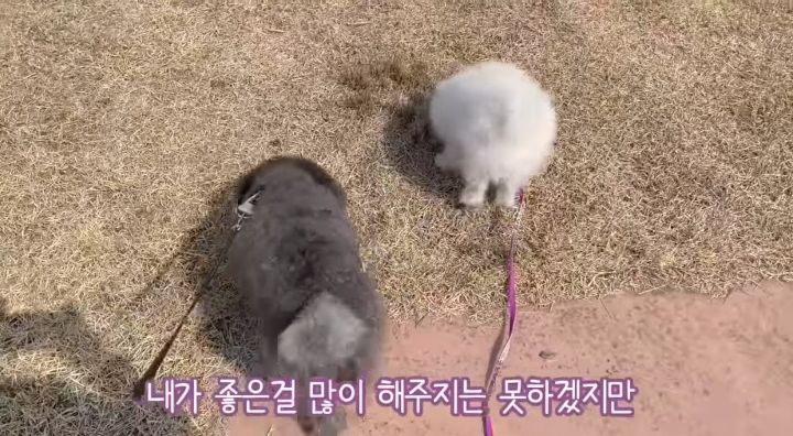 강아지가 두번이나 파양된 충격적인 이유.jpg | 인스티즈