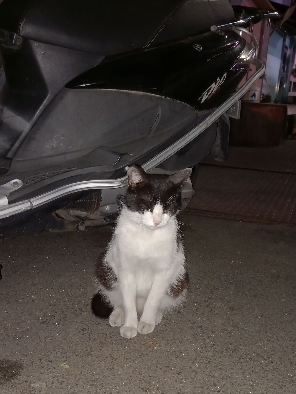 길에서 고양이 보면 사진을 안 찍고는 지나갈 수 없는 병에 걸림 😚🐈‍⬛🐈 | 인스티즈