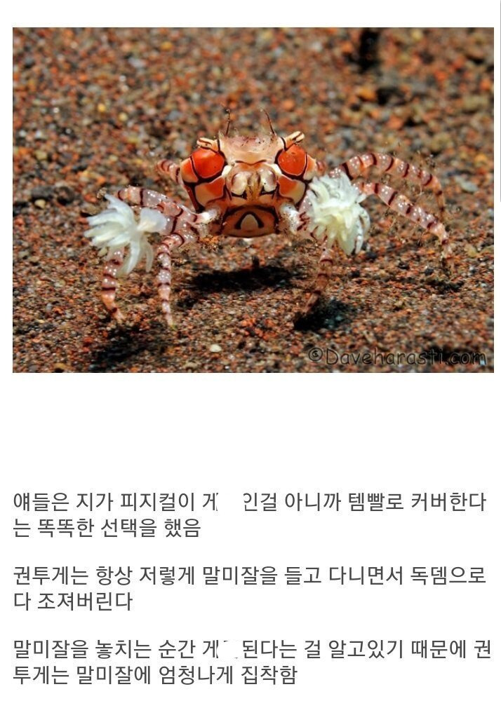 권투게에게 말미잘을 뺏으면.jpgif | 인스티즈