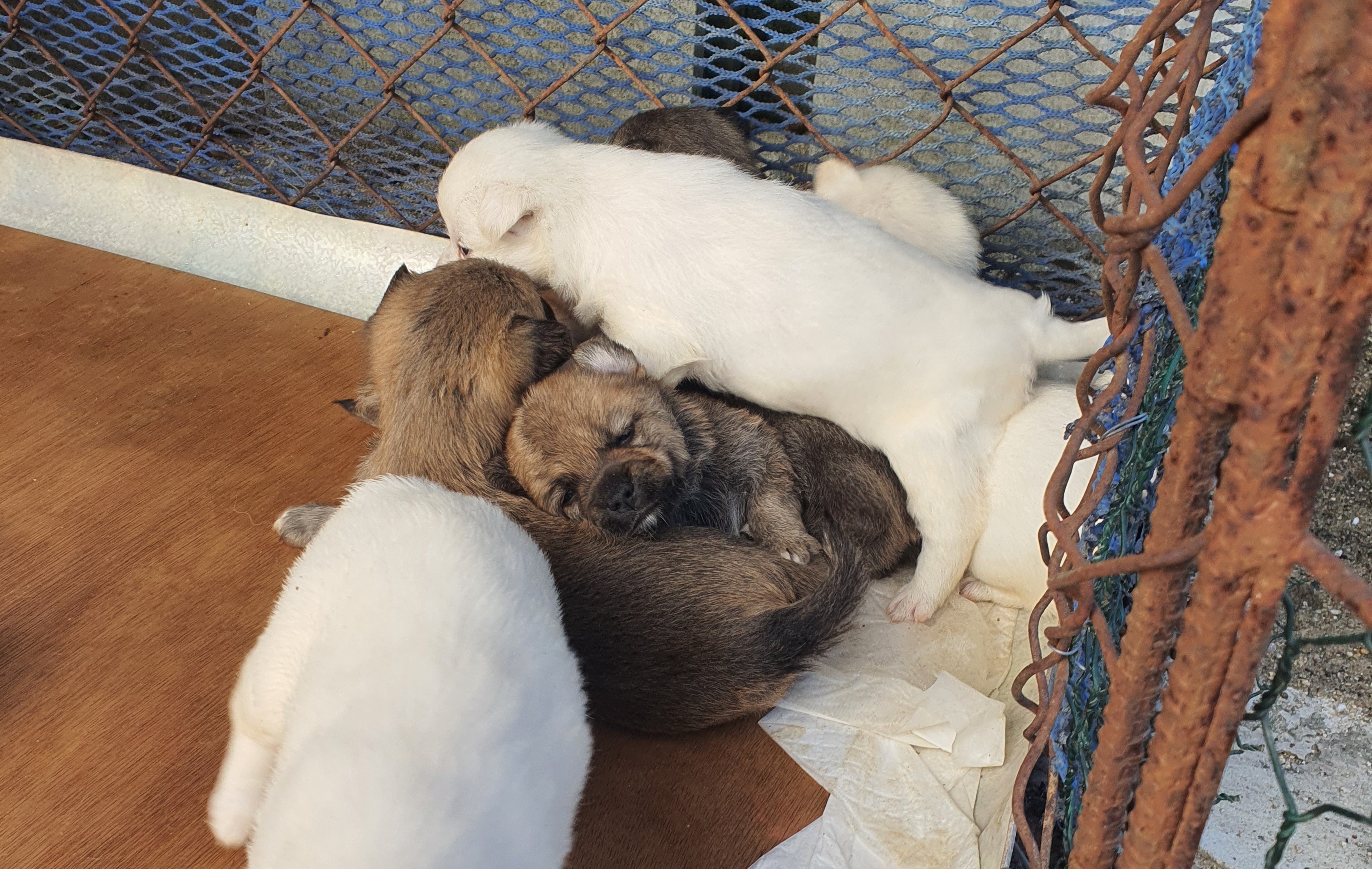 동네 친한 강아지 새끼낳았는데 나 자꾸 따라다녀 (동물농장/ 사진많음) +사진추가 | 인스티즈