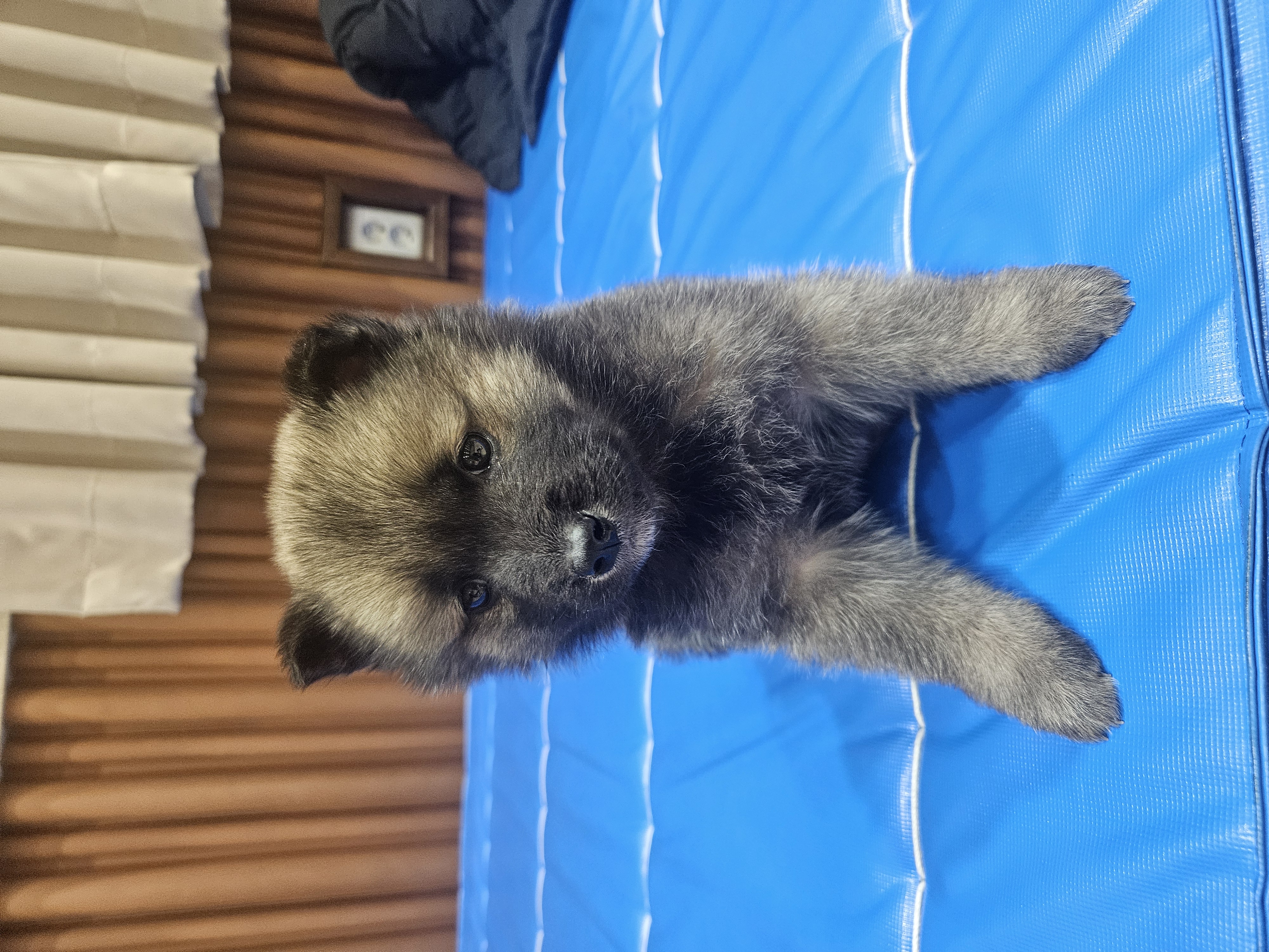 우리집 댕댕이 자랑 한번 해도 될까용? | 인스티즈