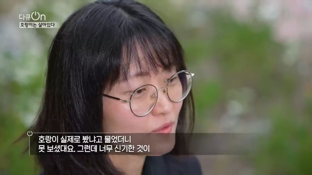 '절멸'의 '한국 호랑이'. 🐅 그 100년간의 이야기. -마지막- | 인스티즈