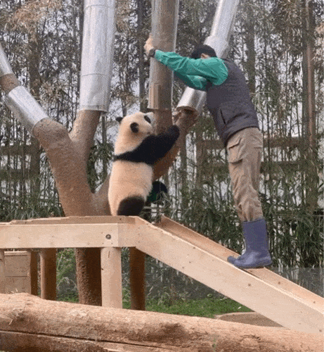 후이바오🐼 킹받게 놀리는 송바오 | 인스티즈