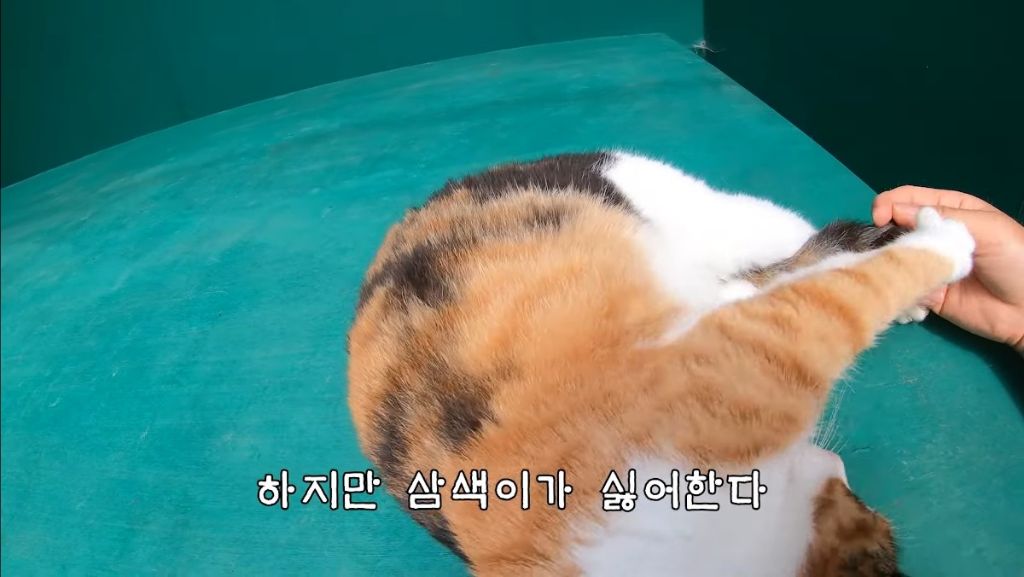 [hahaha] 고양이들은 꼬리 만지는 것을 좋아하지 않는다 | 인스티즈