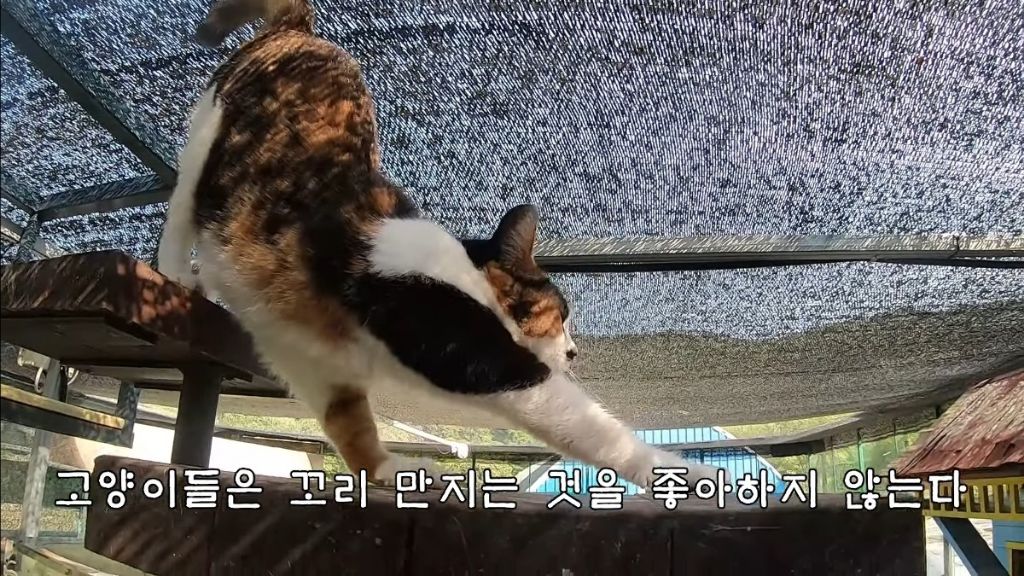 [hahaha] 고양이들은 꼬리 만지는 것을 좋아하지 않는다 | 인스티즈