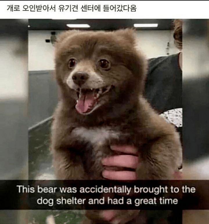 댕댕인 줄 알고 유기견 센터에 들어온 곰 | 인스티즈