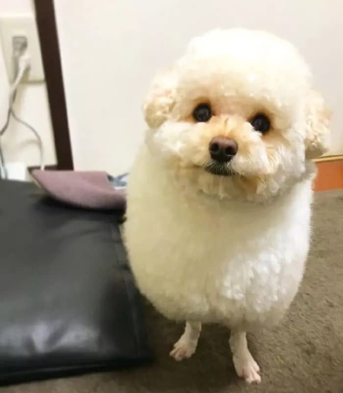 미용실 보냈는데 푸들이 실종되고 아기양으로 돌아왔습니다... | 인스티즈