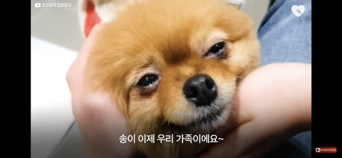 입양가는데 우는 강아지 | 인스티즈