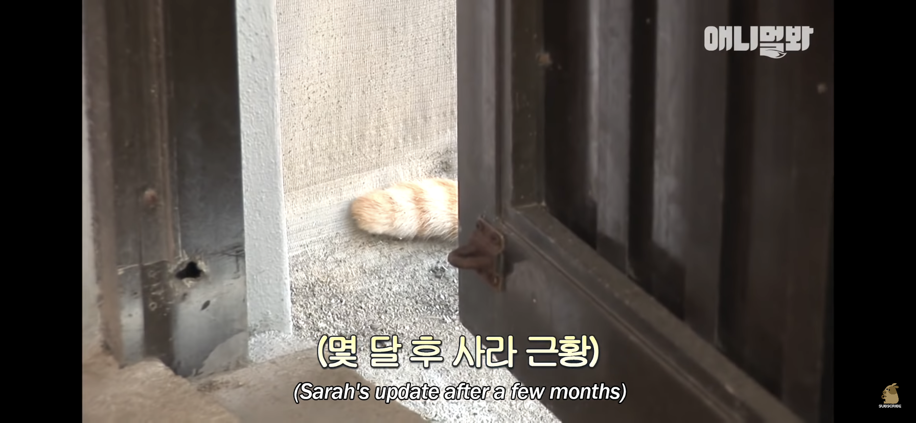 길고양이 목에 쪽지를 달자 생긴 영화같은 일 | 인스티즈