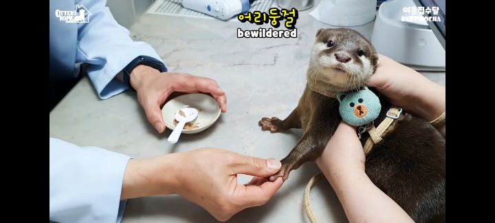 의사 선생님 품이 너무 좋은 아기수달 (아기수달 생애 첫 건강검진) | 인스티즈