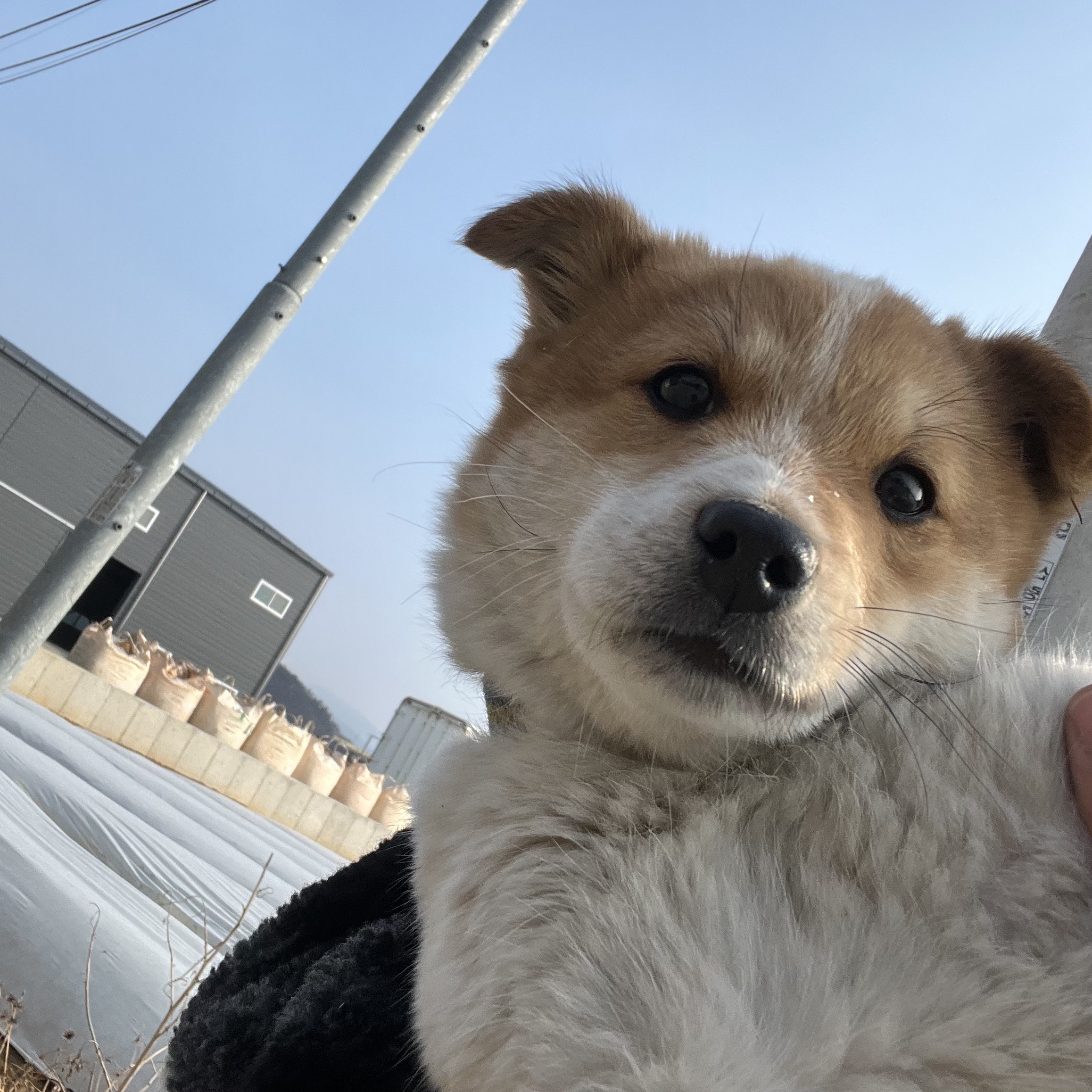할머니집 시골개 산책시켜주고 왓다내요 | 인스티즈