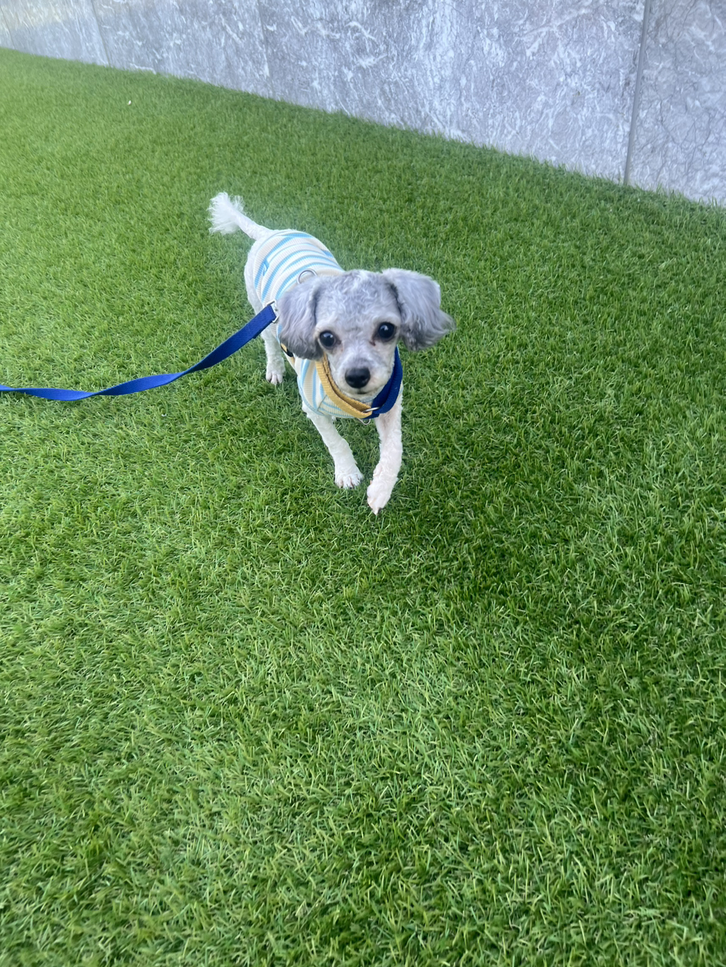 오늘 드디어 리드줄 차고 첫산책 완료!!!! | 인스티즈