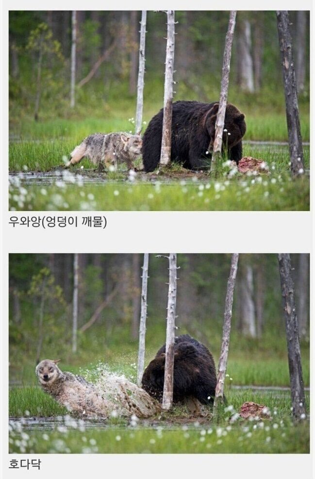자연에서 칭구칭긔가 된 늑대와 곰 | 인스티즈