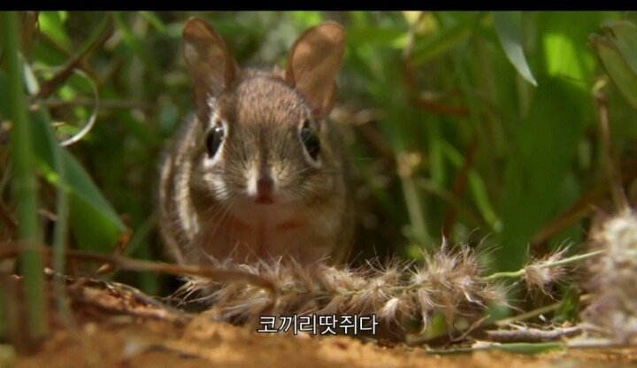 실제로 코끼리 친척인 코끼리땃쥐.gif | 인스티즈