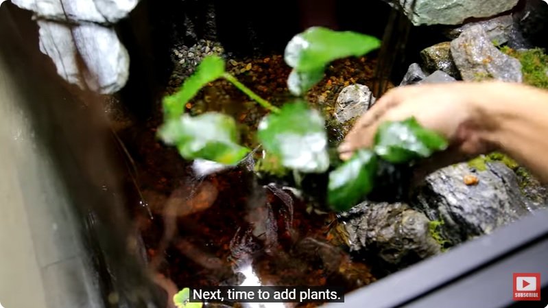 거대한 수조에 열대우림 환경을 조성해놓으면 생기는 일 - 4 | 인스티즈