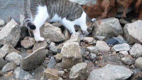 [hahaha] 양어장 냥이들에게는 늘 다정한 무...gif | 인스티즈