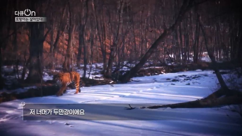 '절멸'의 '한국 호랑이'. 🐅 그 100년간의 이야기. -마지막- | 인스티즈
