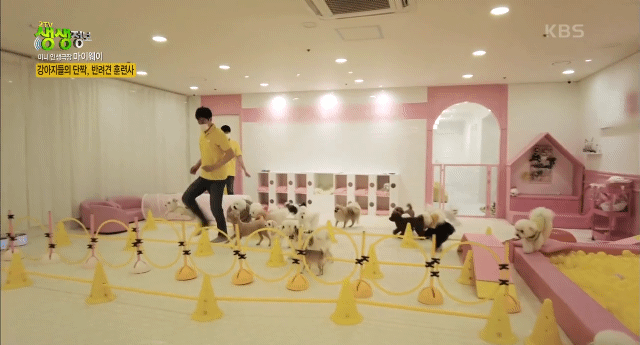 강아지 유치원.jpg | 인스티즈