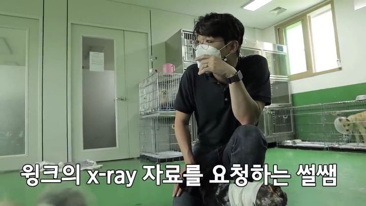 교통사고난 유기견 입양한 설채현 수의사 그리고 윙크 근황😉 | 인스티즈