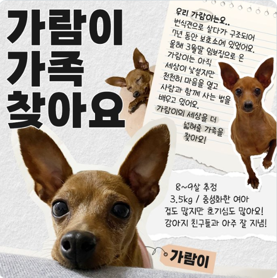 선한 영향력 펼친 발을씻자 트위터 담당자 (펫샵 현실+) | 인스티즈