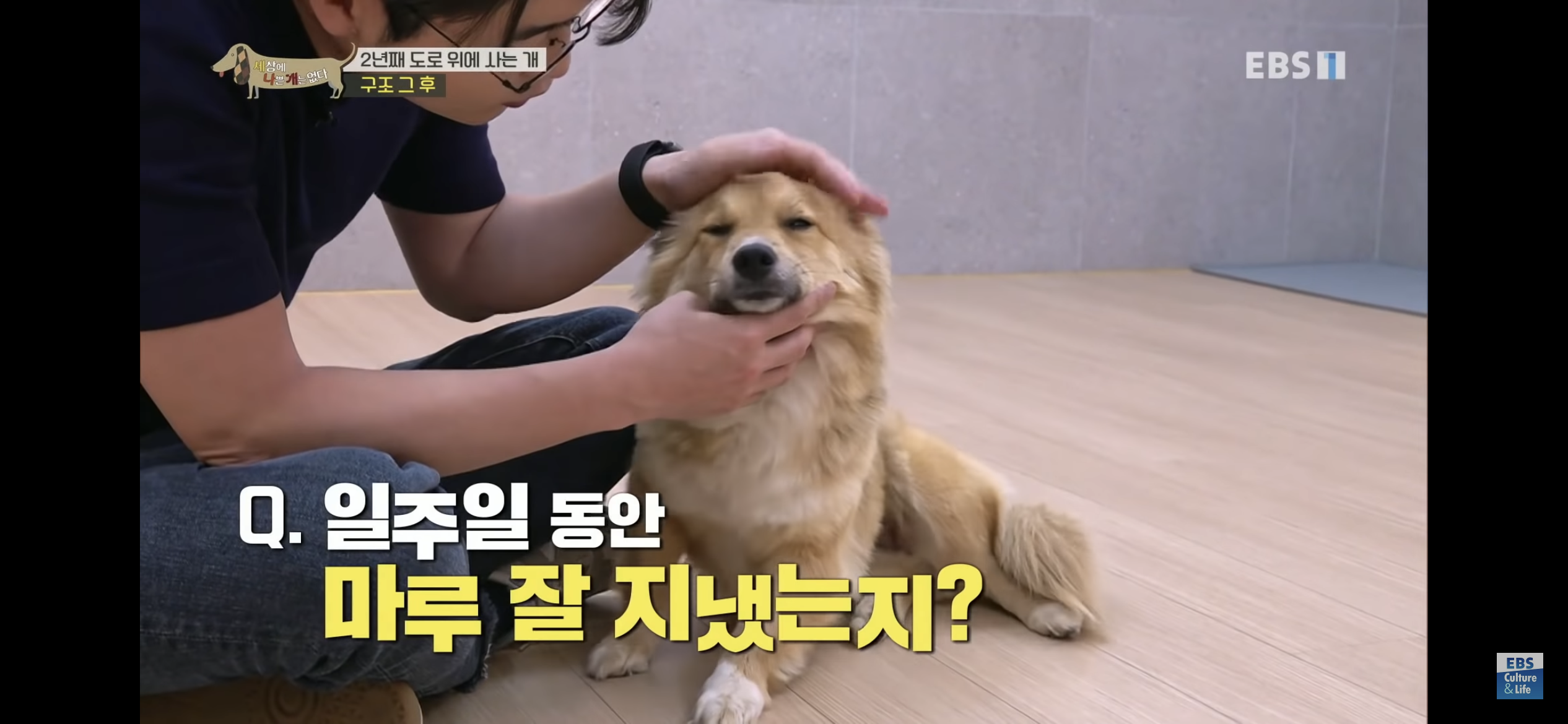 2년동안 도로 위에서 위험하게 생활했던 유기견 마루 | 인스티즈