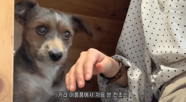 유기견 입양전후 변화. 겁많은 강아지의 100일간 브이로그 | 인스티즈