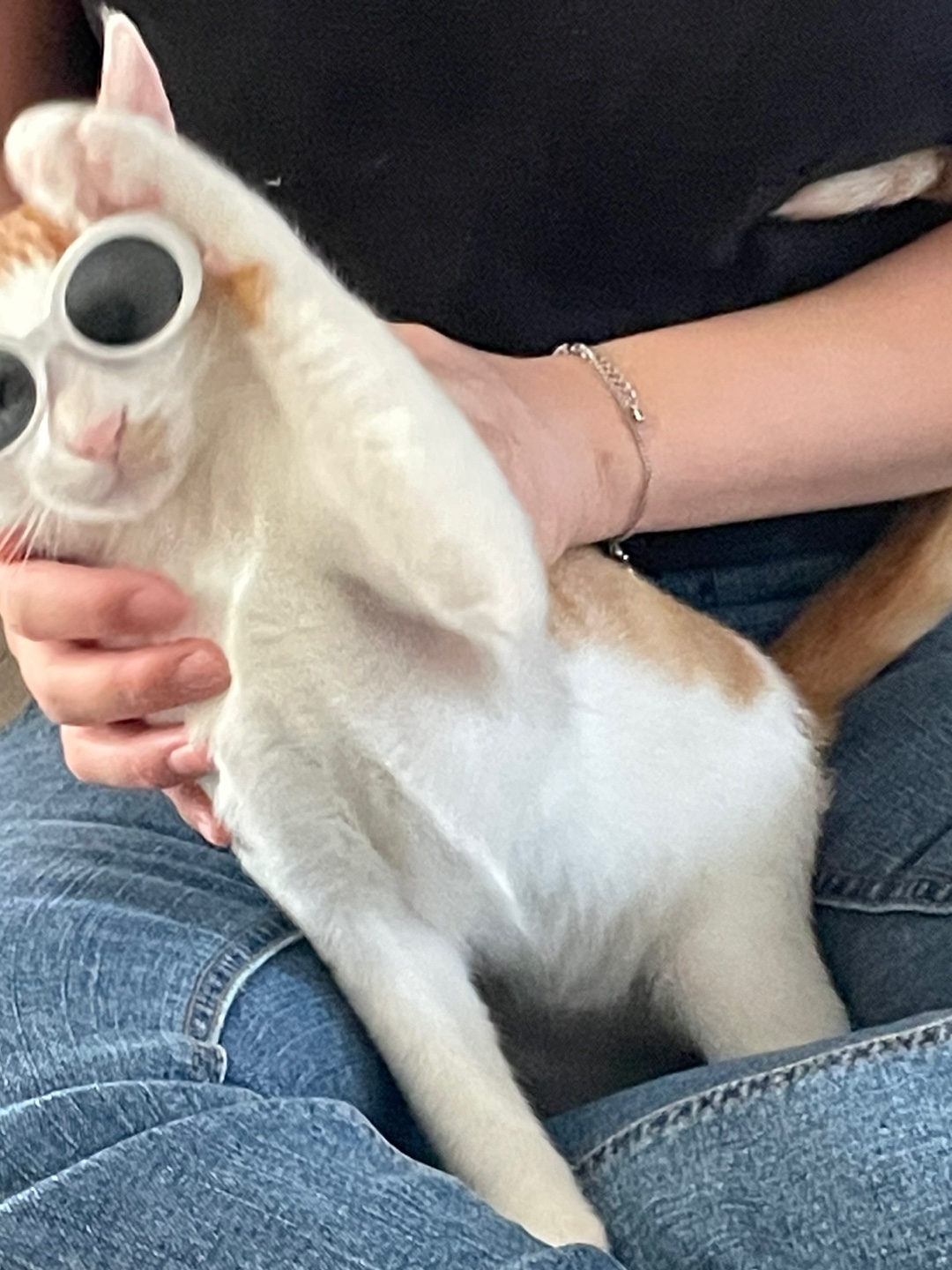 미나명이나물 닮은 고양이 | 인스티즈