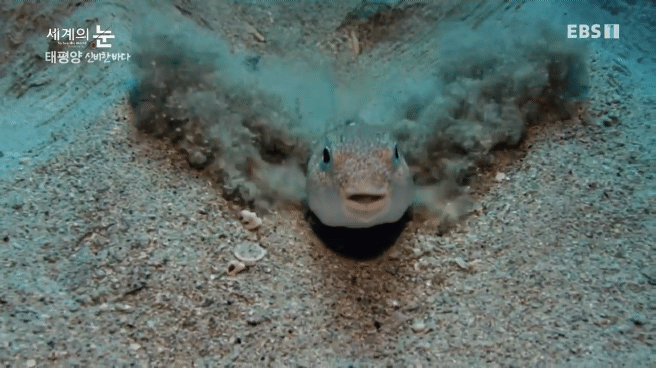 정말 흥미로운 과학자들이 12년만에 밝혀낸 바다속 신비한 문양의 비밀.jpgif | 인스티즈