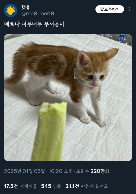 메로나 너무너무 무서움이 고양이 + 인용 | 인스티즈