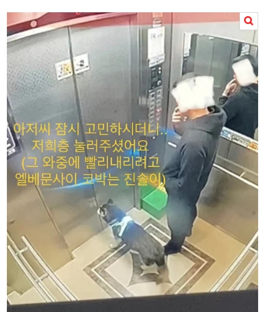 [네이트] 개가 혼자 엘리베이터 타고 집까지 찾아옴 | 인스티즈