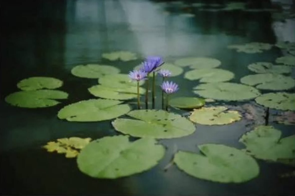 짐승들이 자꾸만 빠져죽는 이상한 연못 | 인스티즈
