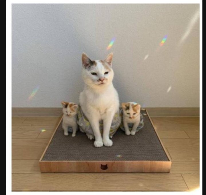 이 정도면 세쌍둥이 아니냐구 | 인스티즈