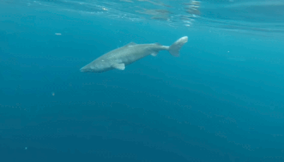 🦈 태어나고 무려 150년 지나서야 첫 짝짓기 하는 동물 | 인스티즈