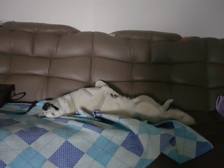 우리집 개 자는거 보실분? | 인스티즈