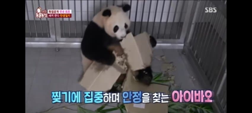 사랑하는 아빠 저 애보예요 (아이바오가 강바오에게 보내는 편지) | 인스티즈