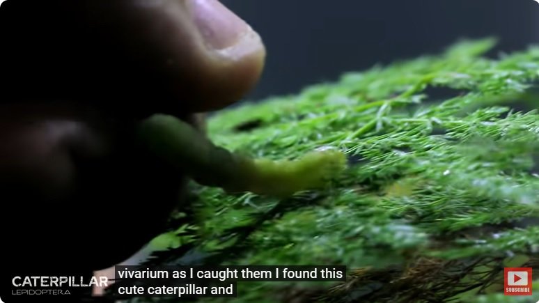 거대한 수조에 열대우림 환경을 조성해놓으면 생기는 일 - 3 | 인스티즈