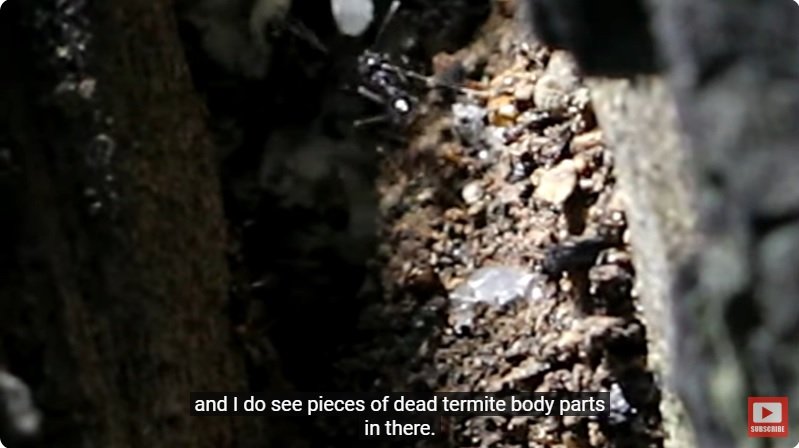 거대한 수조에 열대우림 환경을 조성해놓으면 생기는 일 - 4 | 인스티즈