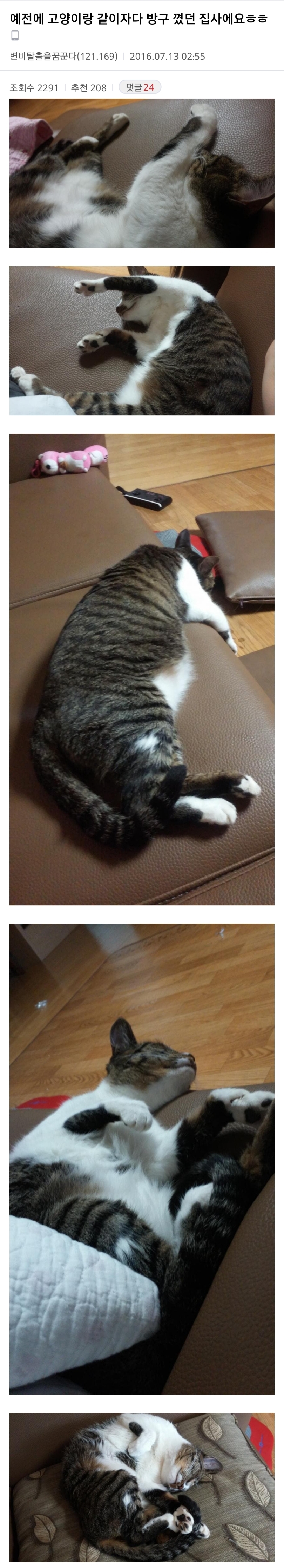 자다가 방구 꼈는데 그 후로 고양이가 저랑 같이 안자요(+후기) | 인스티즈