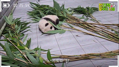 공동육아의 개념을 아는듯한 이뻐이뻐 아이바오🐼 | 인스티즈
