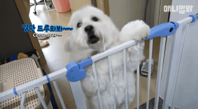 13kg 말티즈.gif | 인스티즈