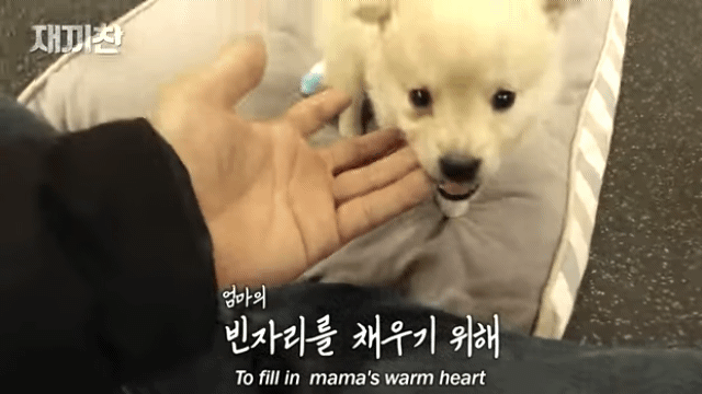 개농장에서 구출됐던 강아지 꽃님이의 버르장머리 없어진 최근 모습 | 인스티즈