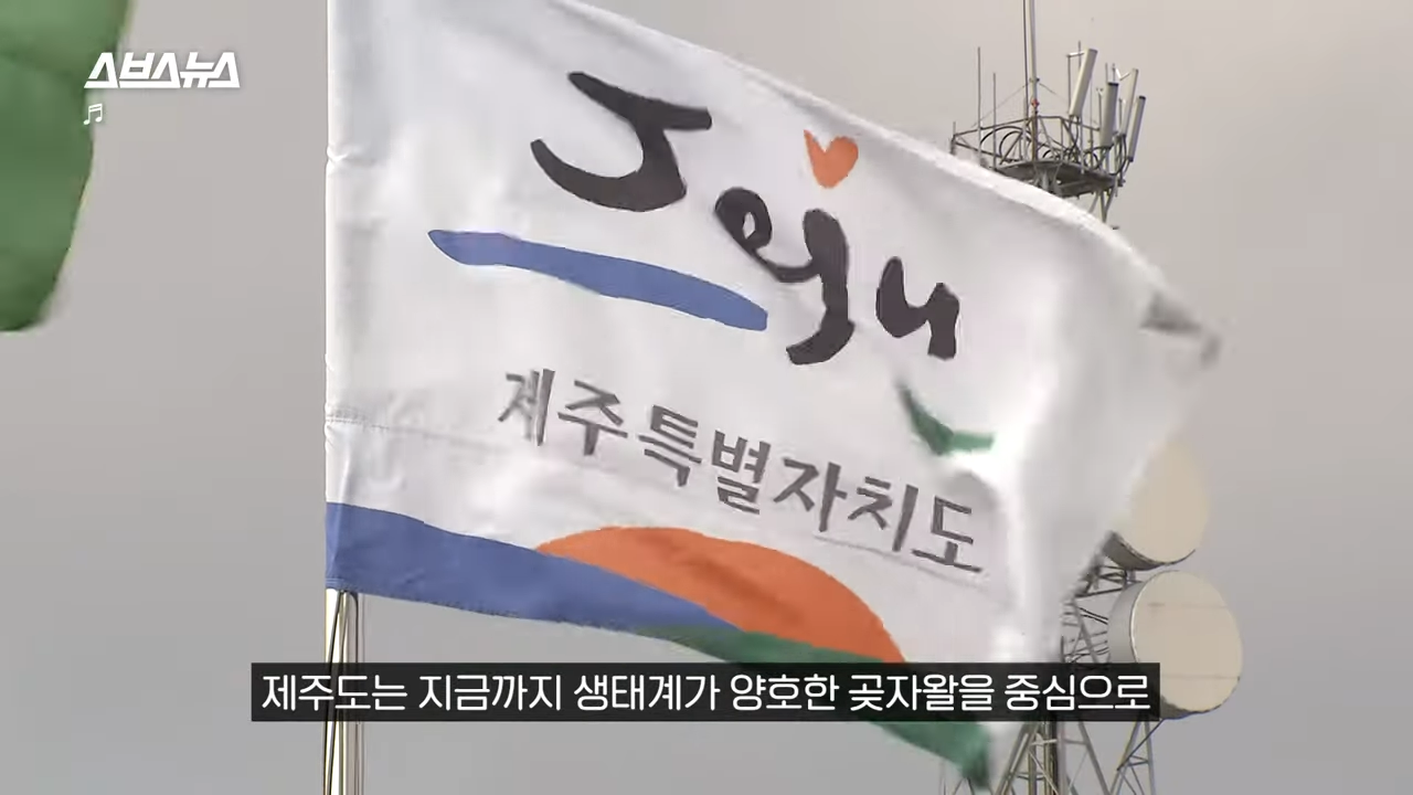 제주도에서 나무 10028그루가 베어진 이유 | 인스티즈
